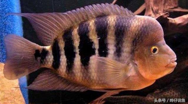 七彩杀神恶魔传奇手游