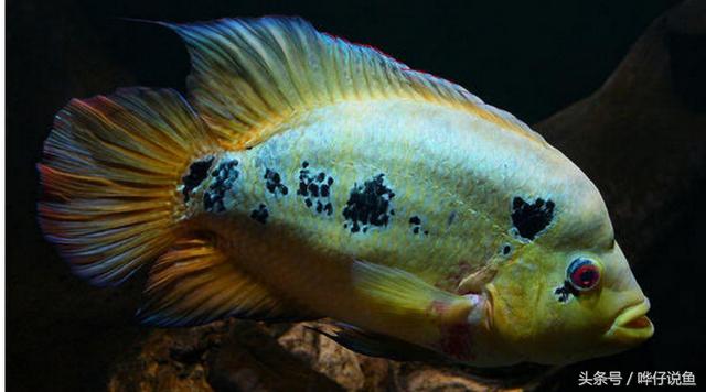 七彩杀神恶魔传奇手游