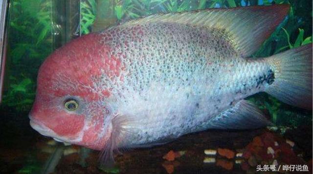 七彩杀神恶魔传奇手游