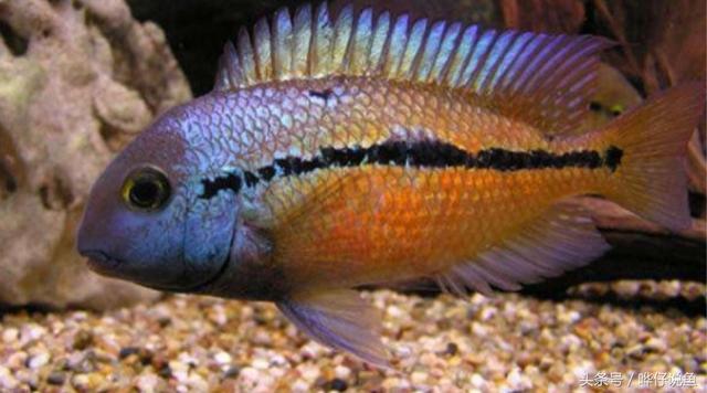 七彩杀神恶魔传奇手游