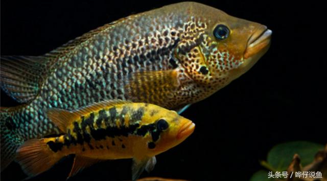 七彩杀神恶魔传奇手游