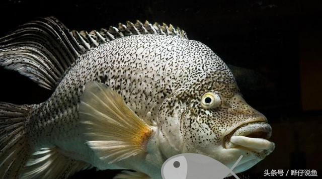 七彩杀神恶魔传奇手游