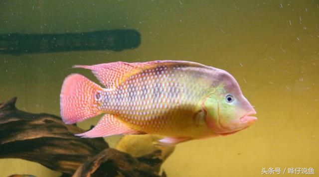 七彩杀神恶魔传奇手游