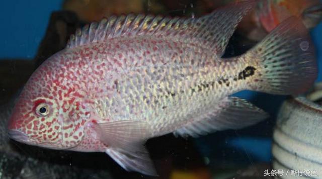 七彩杀神恶魔传奇手游