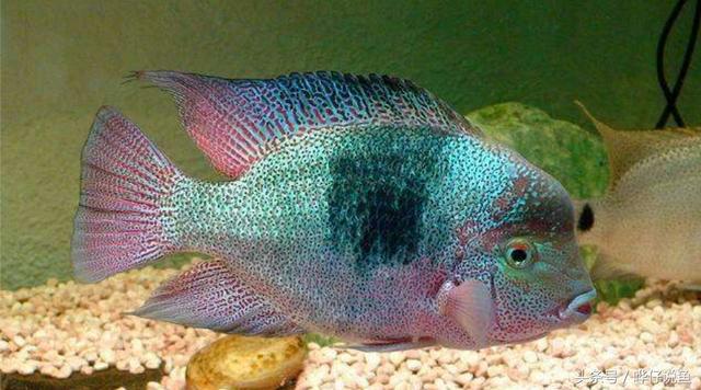 七彩杀神恶魔传奇手游