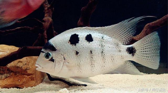 七彩杀神恶魔传奇手游