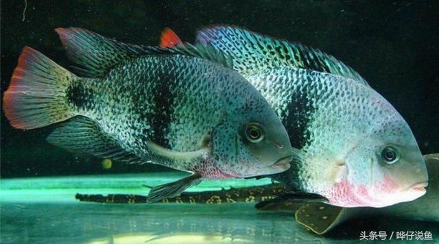 七彩杀神恶魔传奇手游