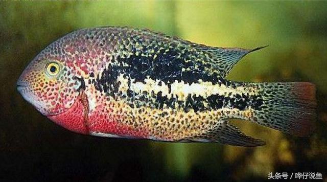 七彩杀神恶魔传奇手游