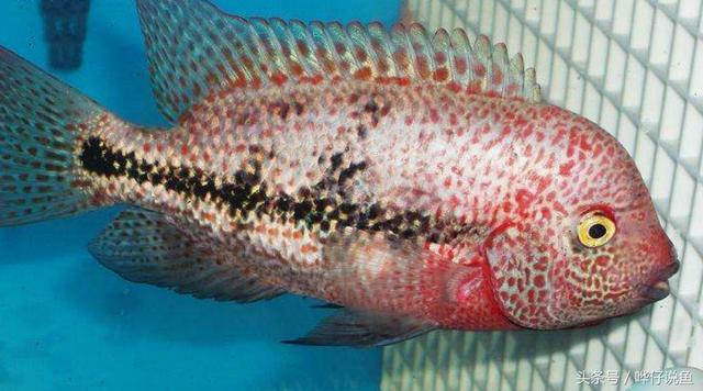 七彩杀神恶魔传奇手游