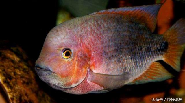 七彩杀神恶魔传奇手游