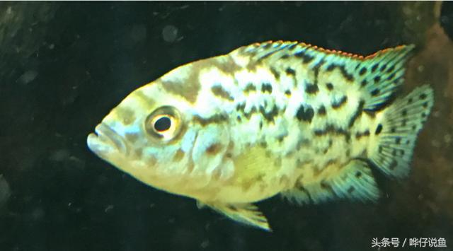 七彩杀神恶魔传奇手游