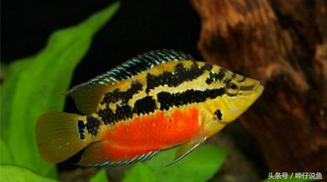 七彩杀神恶魔传奇手游