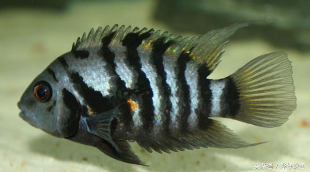 七彩杀神恶魔传奇手游