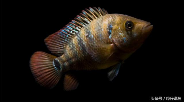 七彩杀神恶魔传奇手游