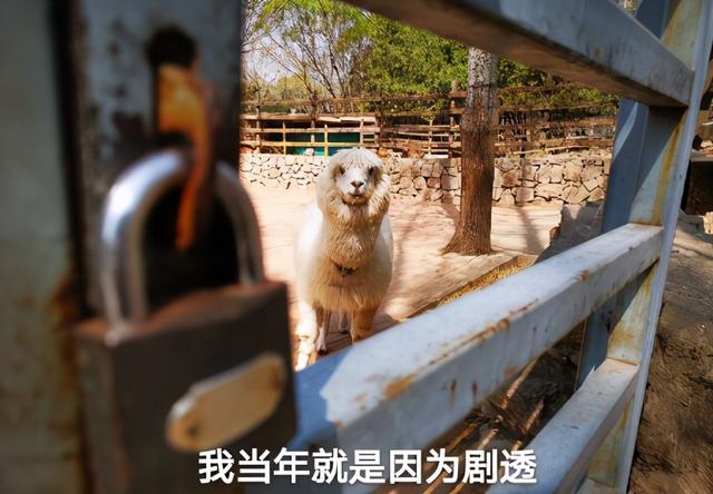 996传奇手游盒子安卓版下载